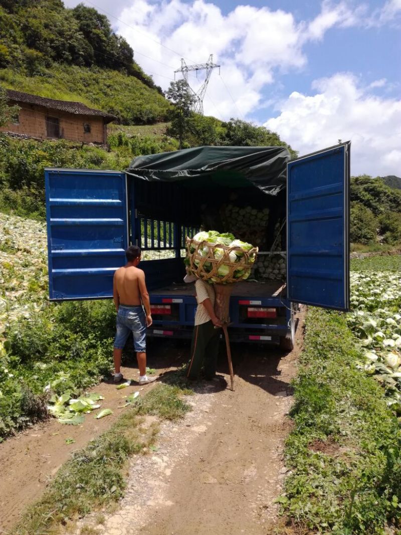 高山大白菜合作社直接供货，支持打款发货