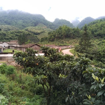 出售枇杷树