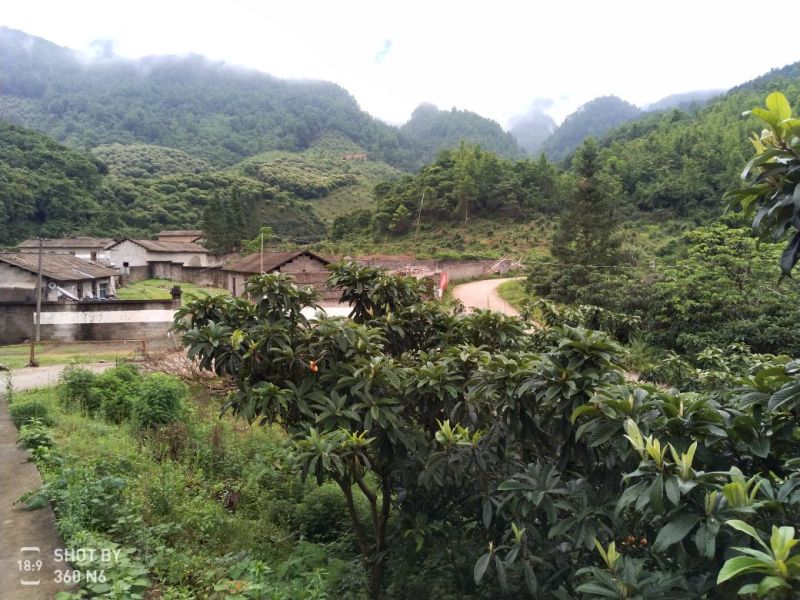 出售枇杷树