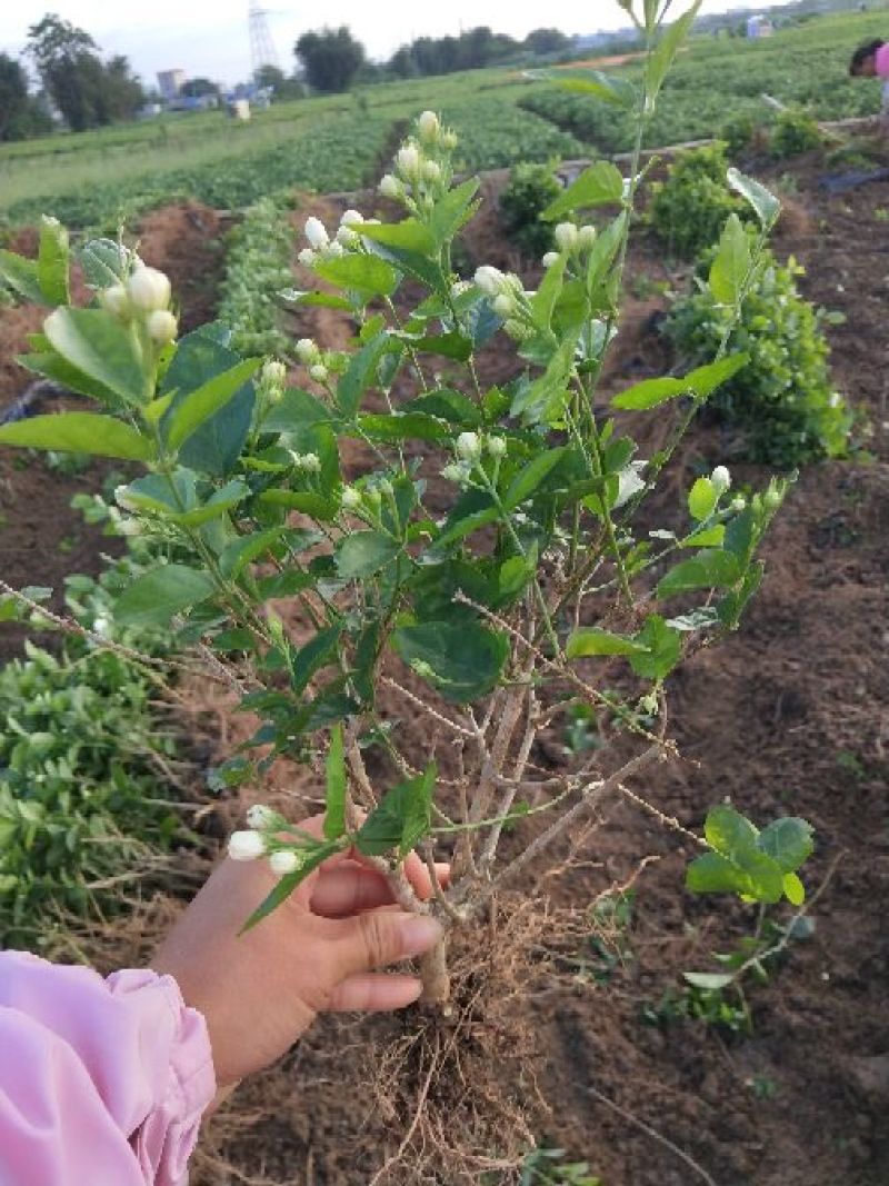 茉莉花苗