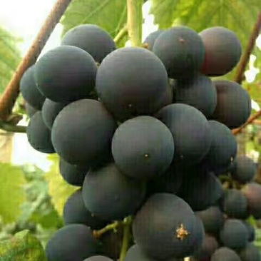 巨峰葡萄