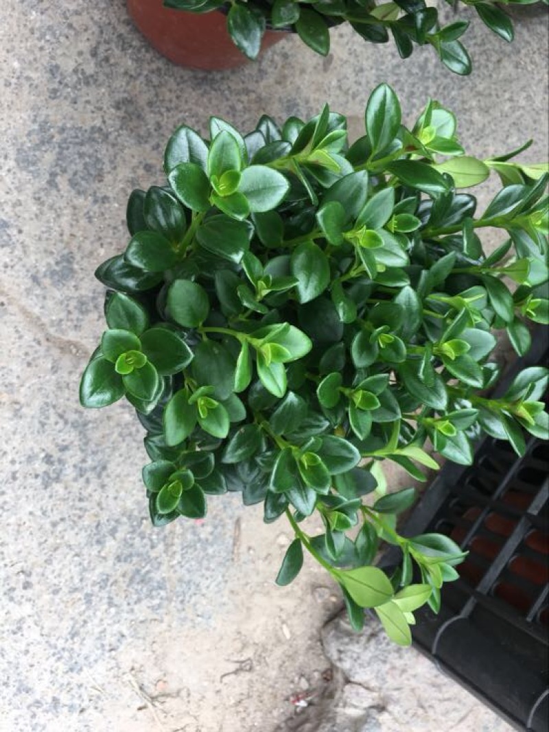 金鱼草