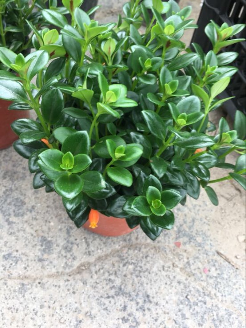 金鱼草