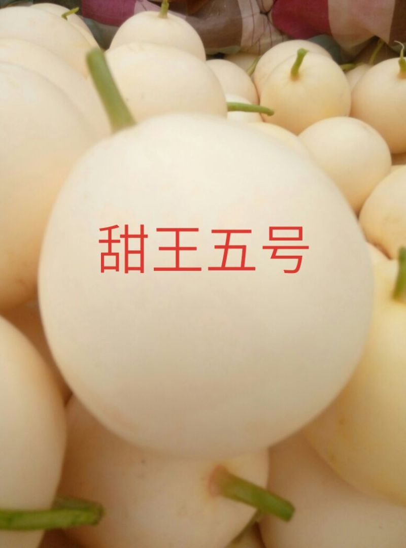 新乐市大棚甜瓜4月20号左右上市欢迎新老客户前来选购