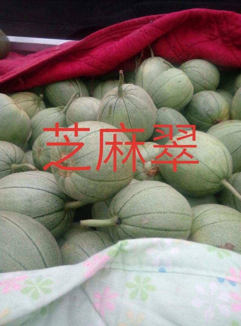 新乐市大棚甜瓜4月20号左右上市欢迎新老客户前来选购