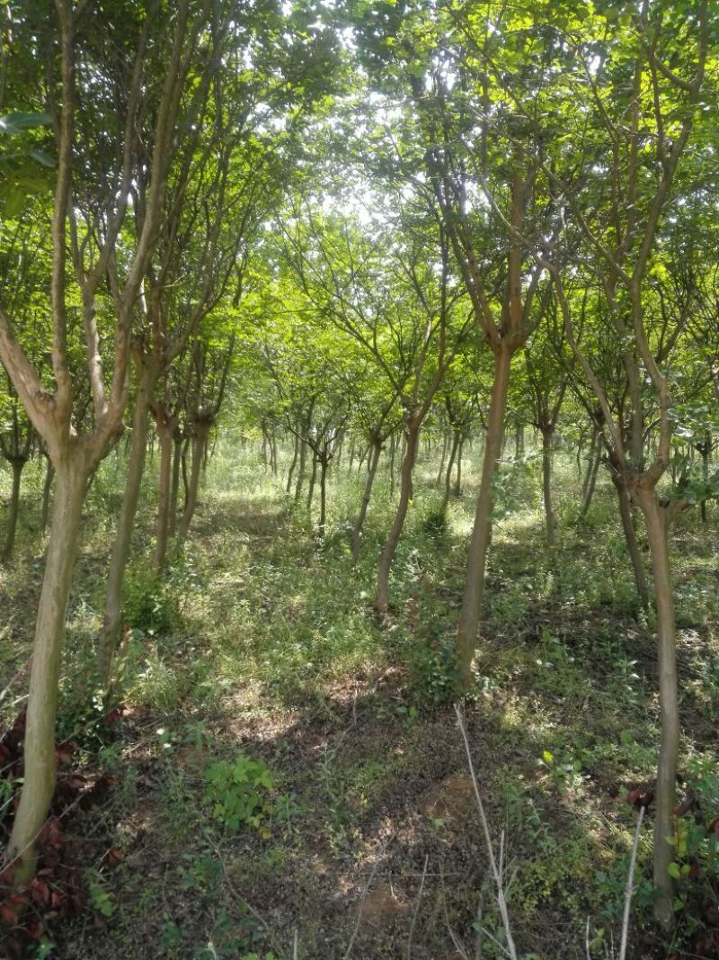 紫薇，速生紫薇3公分4公分5公分6公分价格