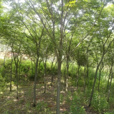 榉树，2公分4公分5公分7公分8公分12公分15公分价格