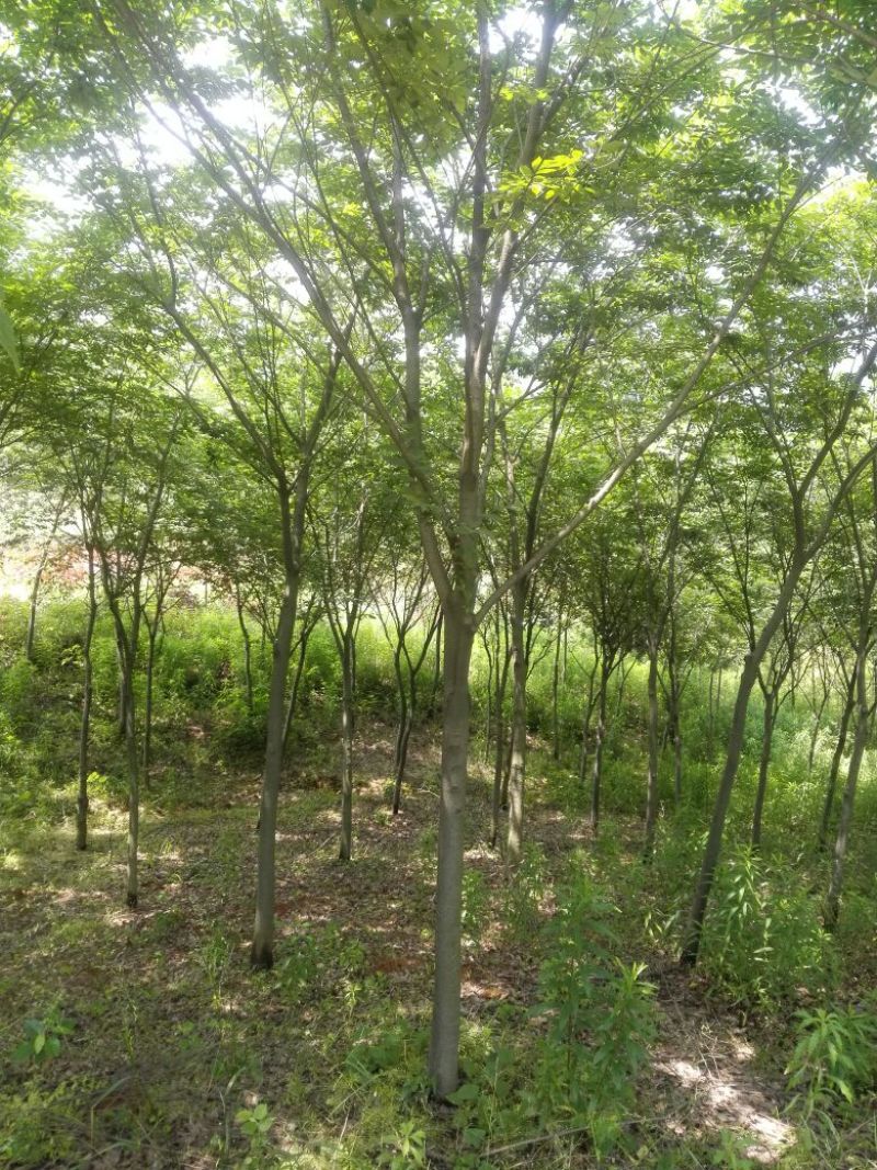 榉树，2公分4公分5公分7公分8公分12公分15公分价格