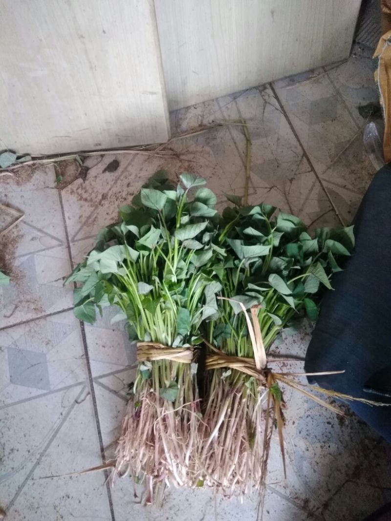 红薯苗15~25cm