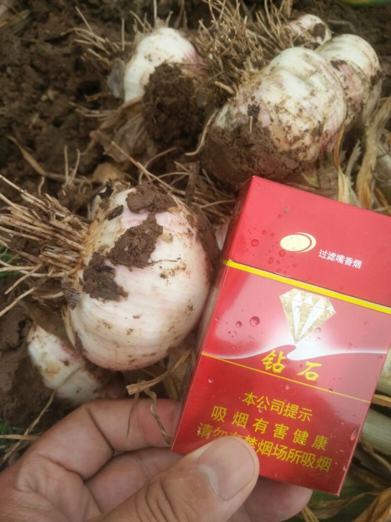 河北紫红皮大蒜，代收代发辫子蒜,把蒜，个头大，诚信代发，