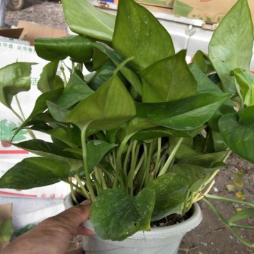 绿萝，花卉，绿植