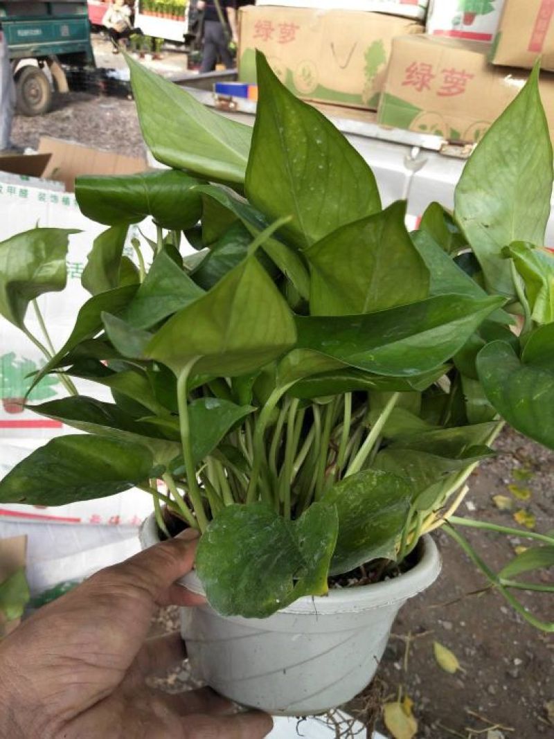 绿萝，花卉，绿植