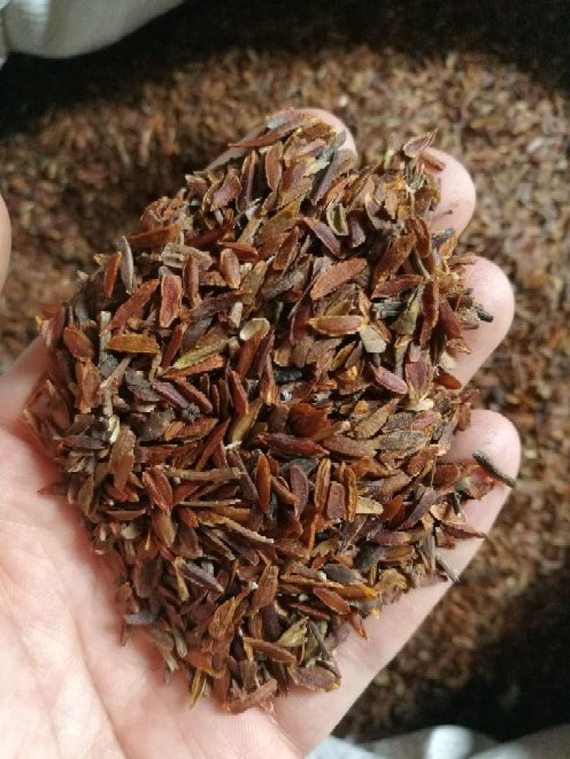 紫丁香种子春季播种10斤/亩花期5-6月芳香四溢