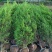 出售蜀桧2米/2.2米蜀桧基地批发价格，量大优惠