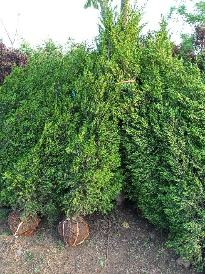 出售蜀桧2米/2.2米蜀桧基地批发价格，量大优惠