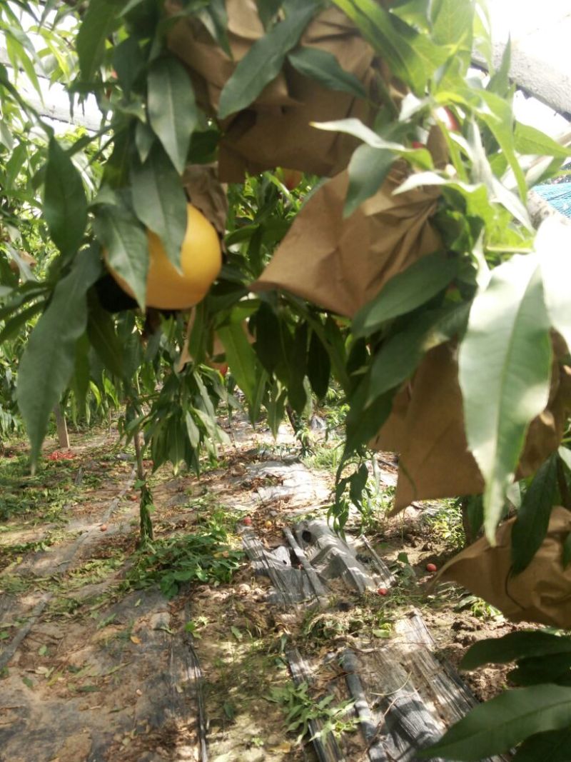 油4黄油突围产地直发诚信经营对接商超批发市场
