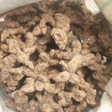 黄精干个子