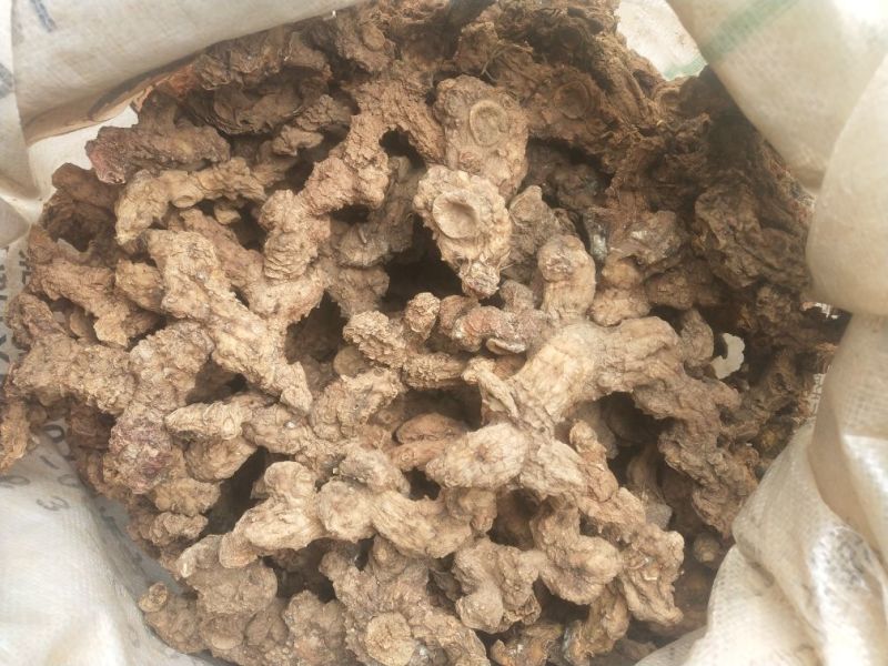 黄精干个子