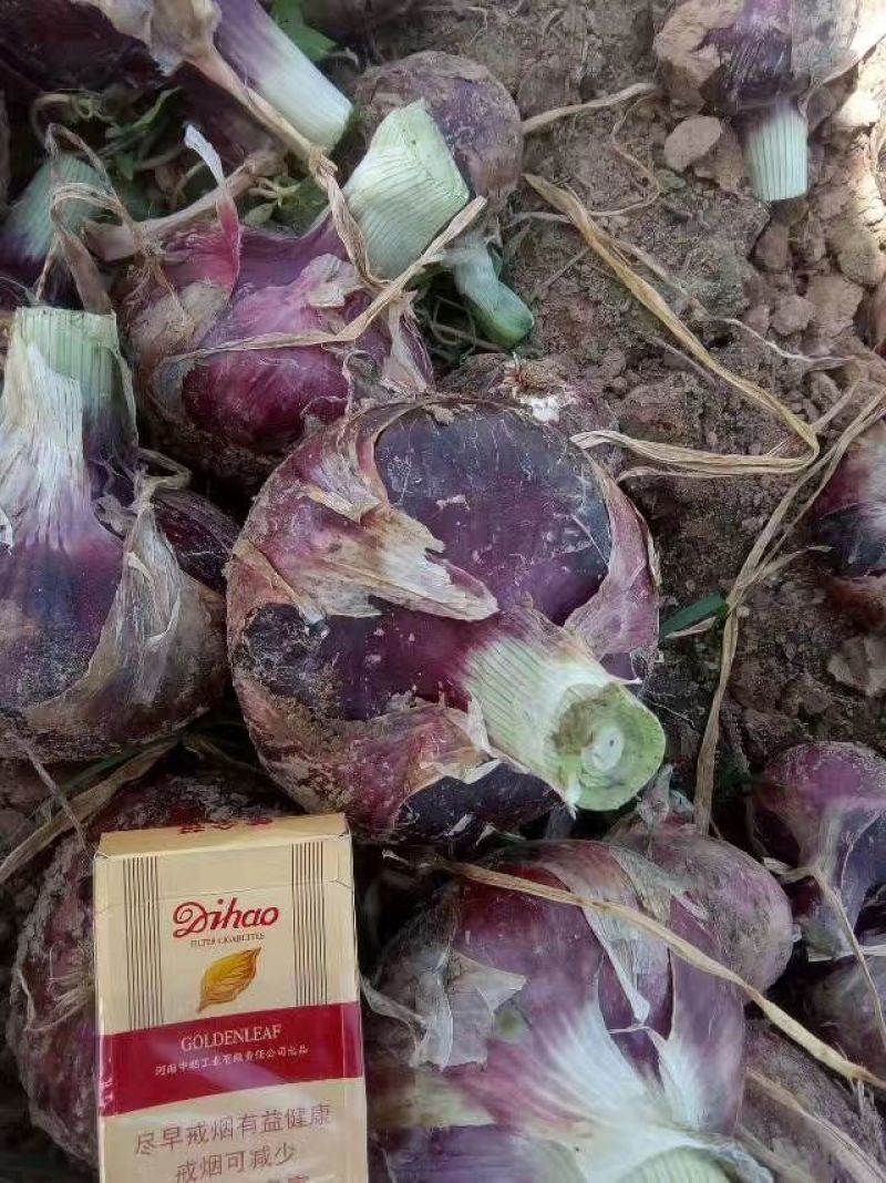 通许新鲜洋葱紫皮早熟，质量好，价格便宜，走货快