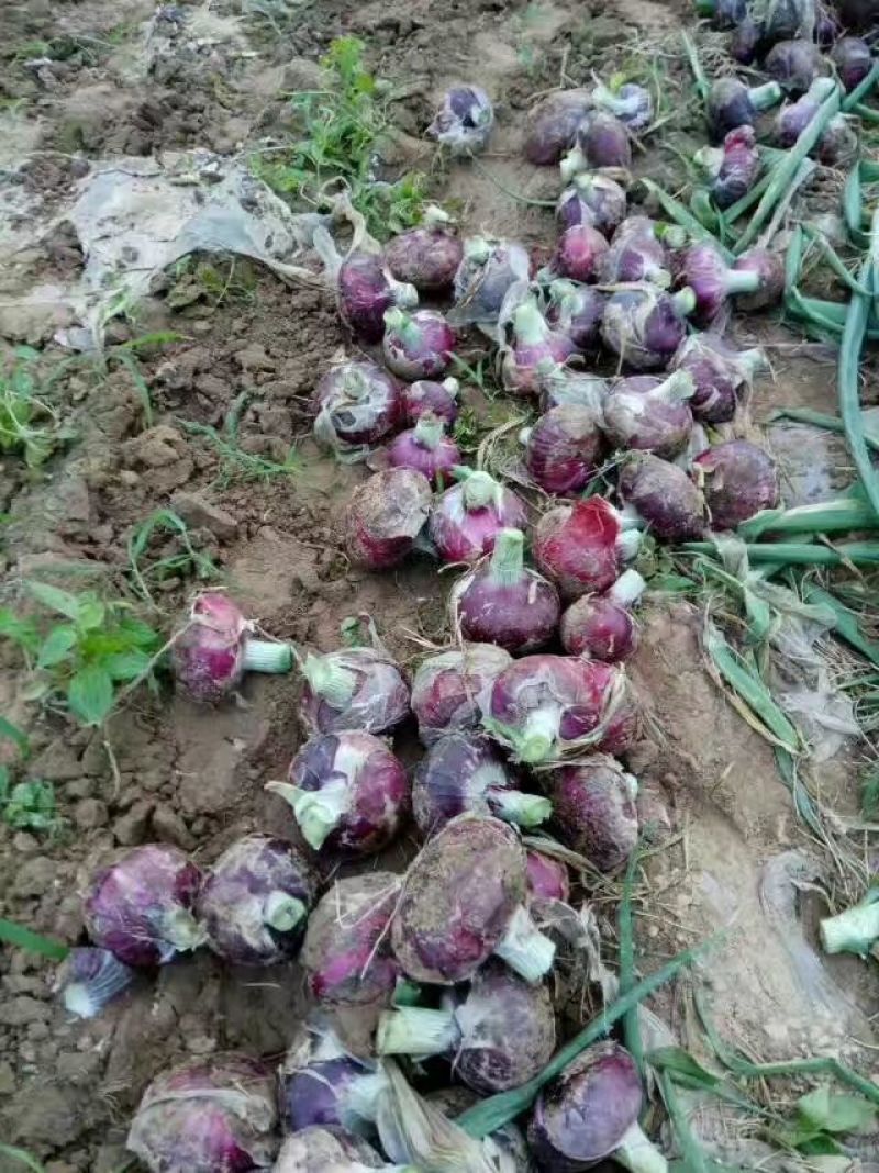通许新鲜洋葱紫皮早熟，质量好，价格便宜，走货快