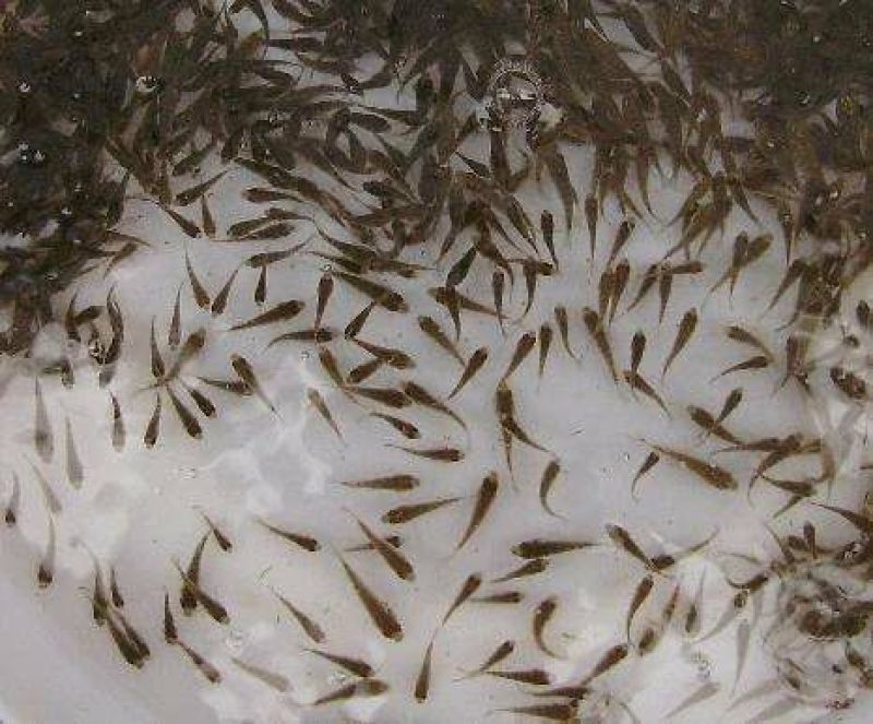 商品名称草鱼苗三至15公分