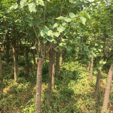 丁香6~8cm6~8cm1.5~2米