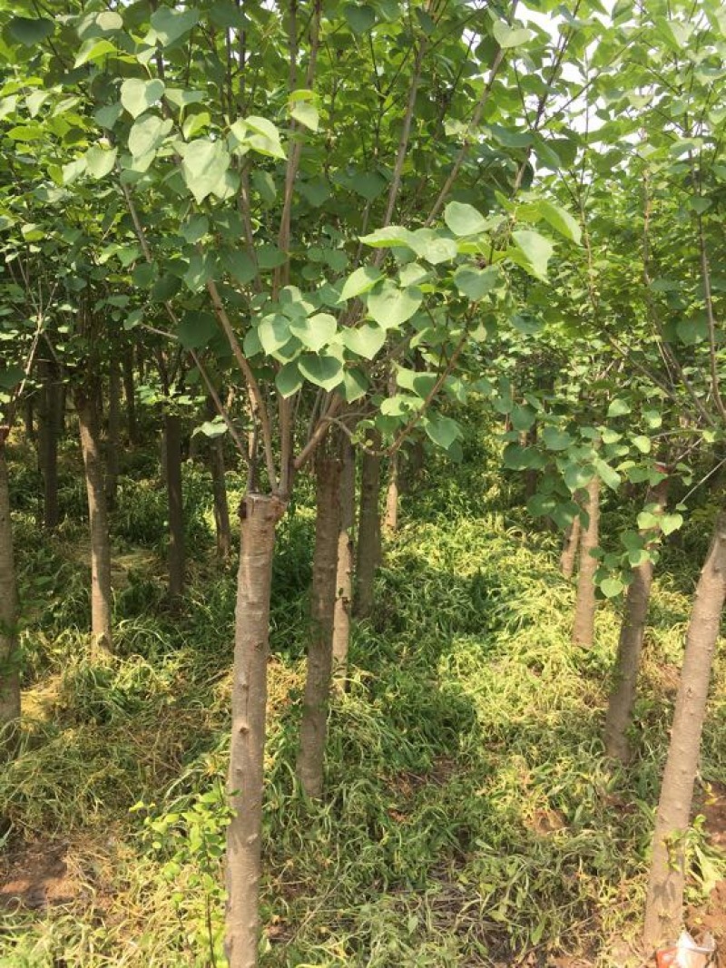 丁香6~8cm6~8cm1.5~2米