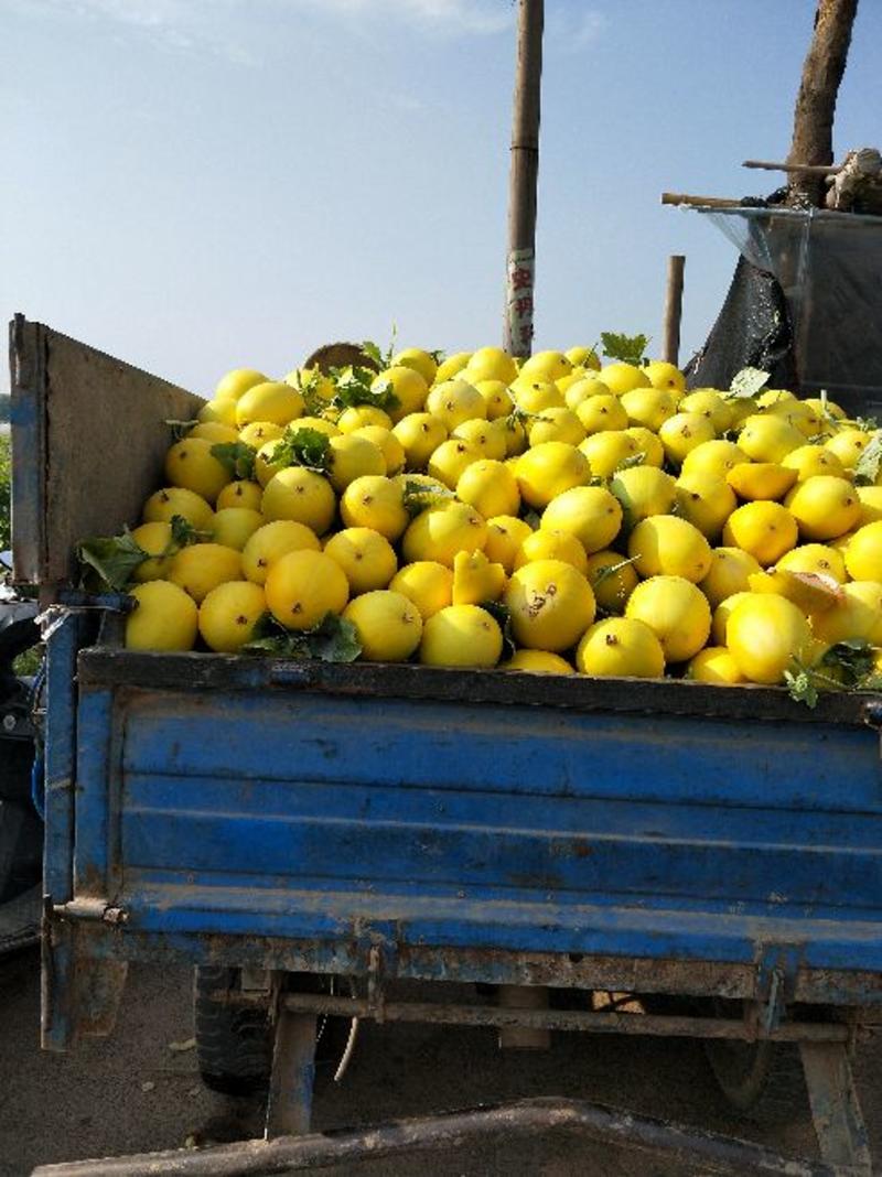 【产地直供】蒲城甜瓜，香瓜大量上市了，对接电商各大平台。