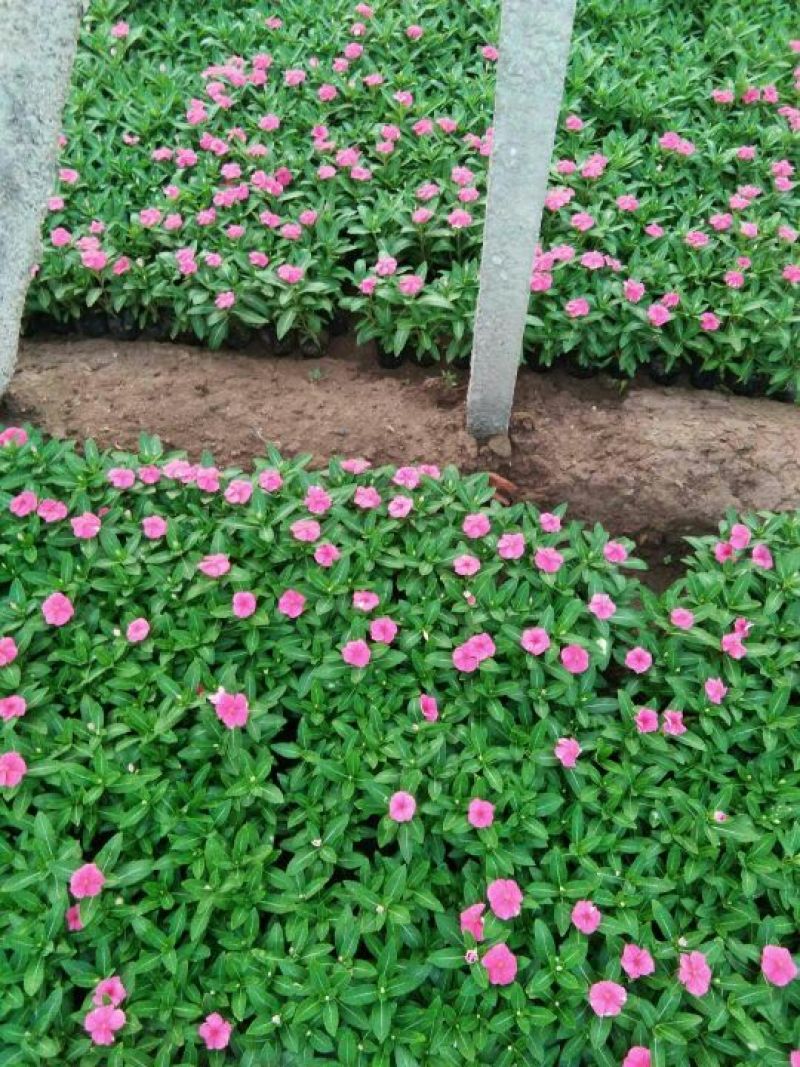 山东省青州市长春花基地
