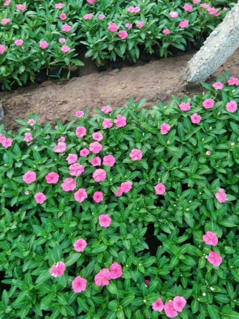 山东省青州市长春花基地