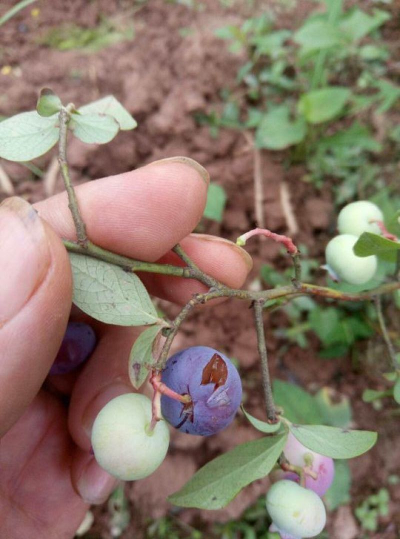 蓝莓成熟了，有需要蓝莓苗的朋友可以预定