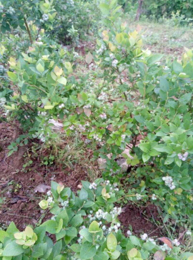 蓝莓成熟了，有需要蓝莓苗的朋友可以预定