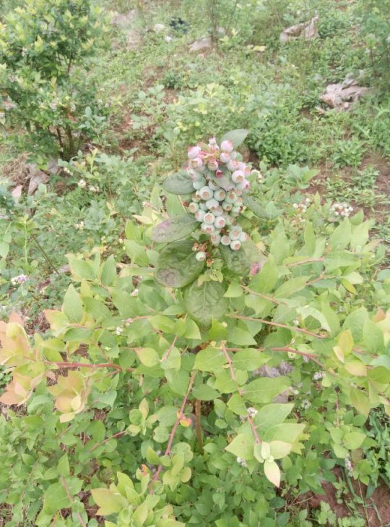 蓝莓成熟了，有需要蓝莓苗的朋友可以预定