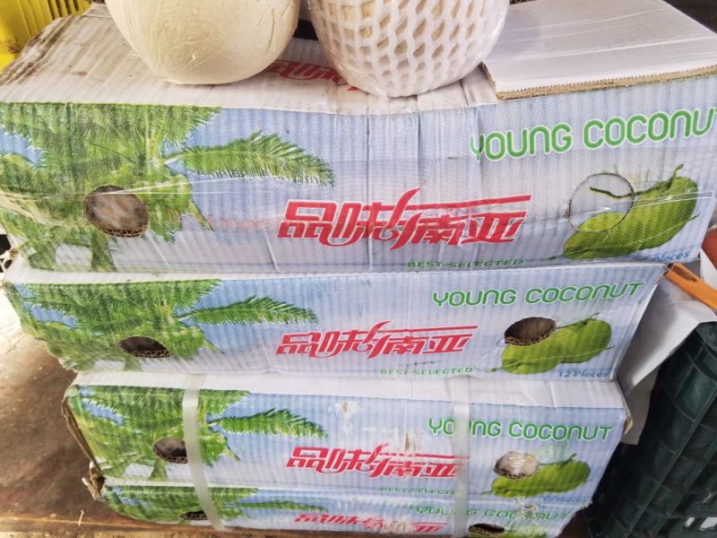 泰国椰皇，品质之选