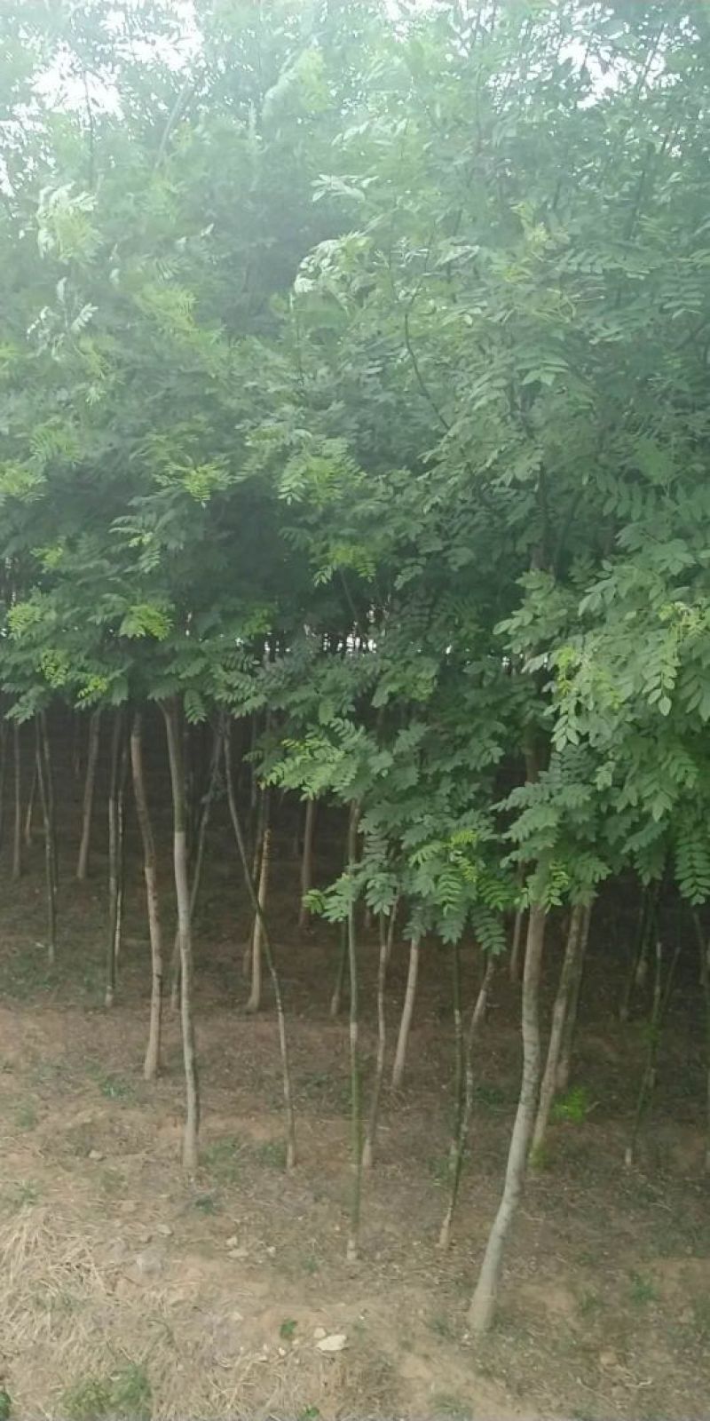 国槐四公分