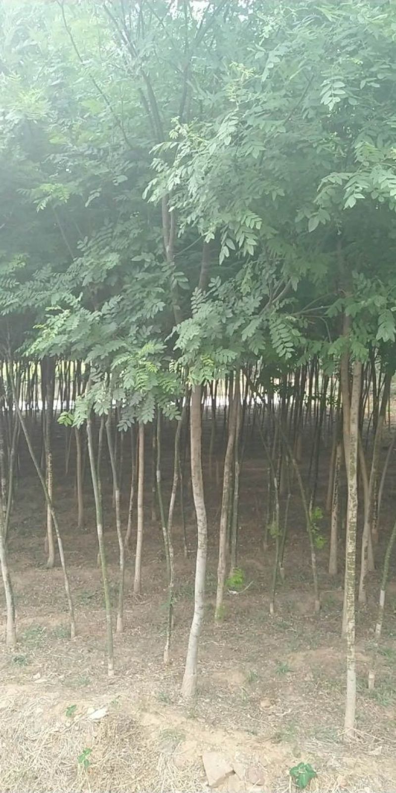 国槐四公分