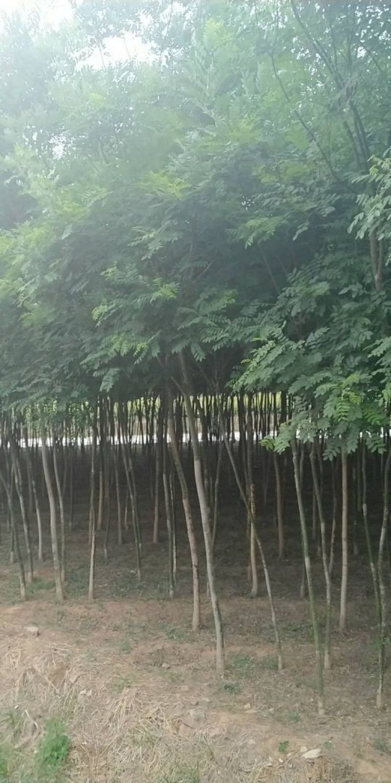 国槐四公分