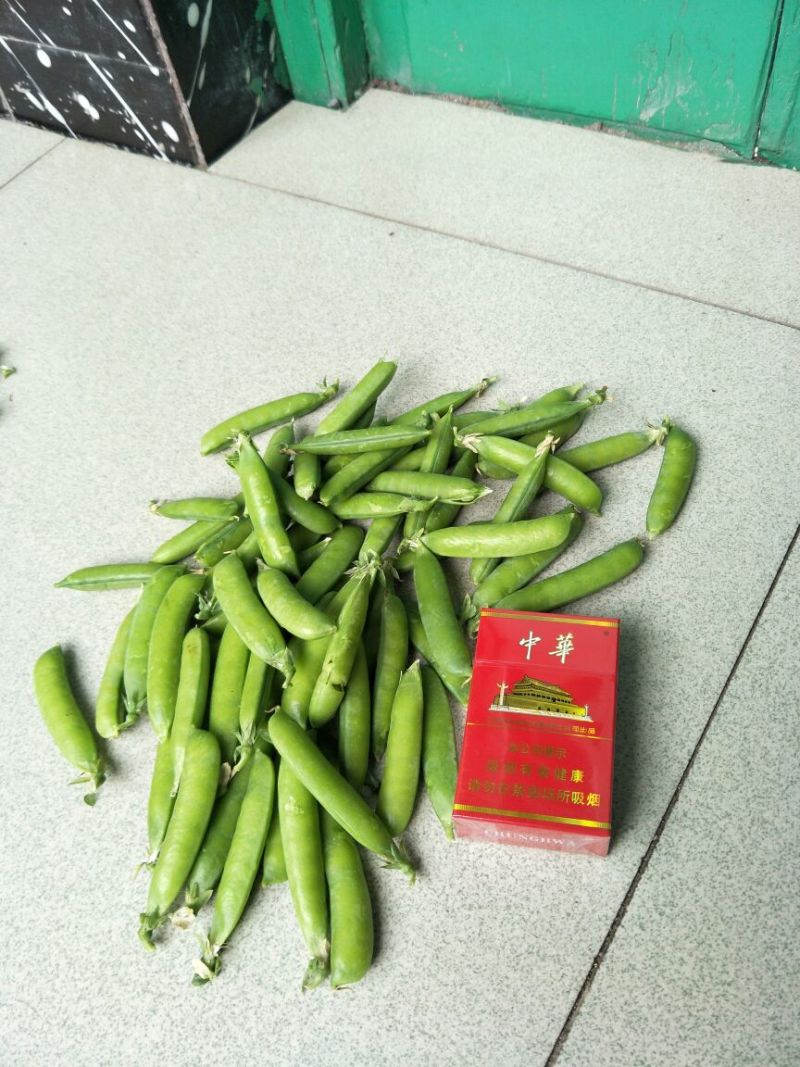 豌豆，质优量大，籽粒饱满