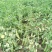 豌豆，质优量大，籽粒饱满