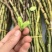 铁皮石斛鲜条雁荡山原产地