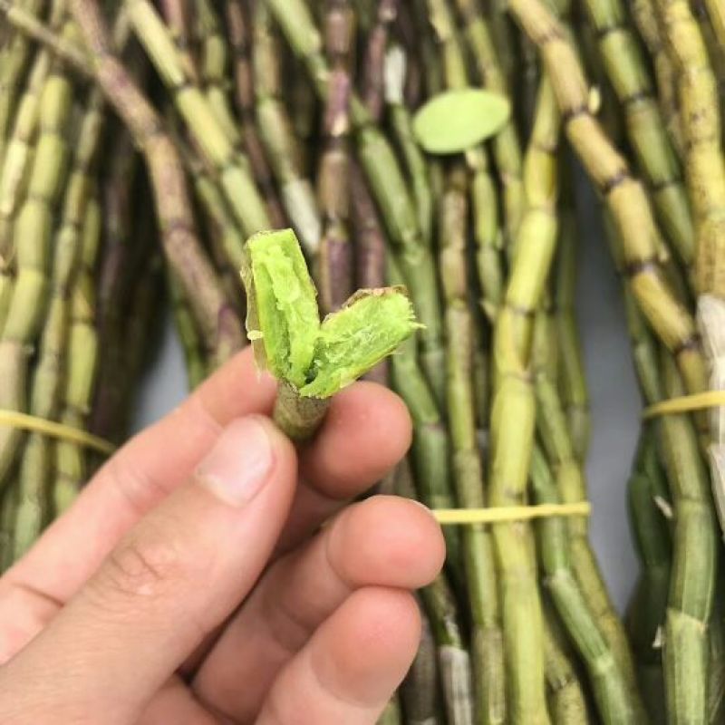 铁皮石斛鲜条雁荡山原产地