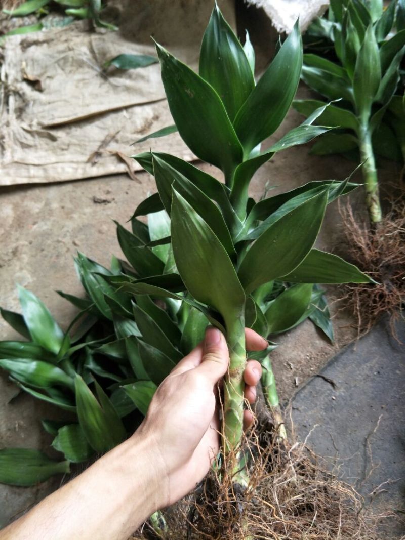 观音竹富贵竹荷花竹