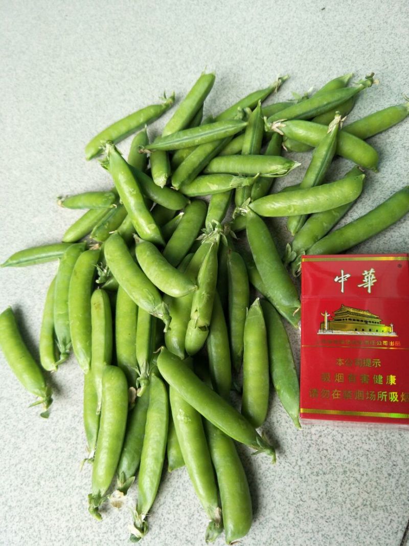 青豆荚