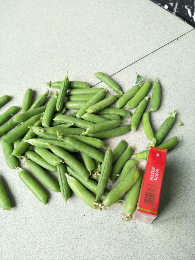 青豆荚