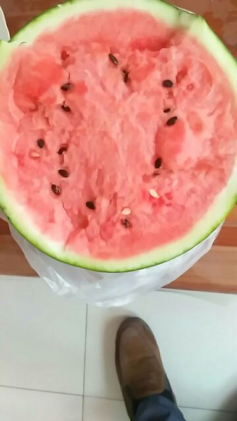山东莒县大棚西瓜大面积上市。