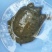 野生甲鱼