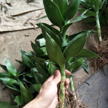 观音竹2~3cm2米以下