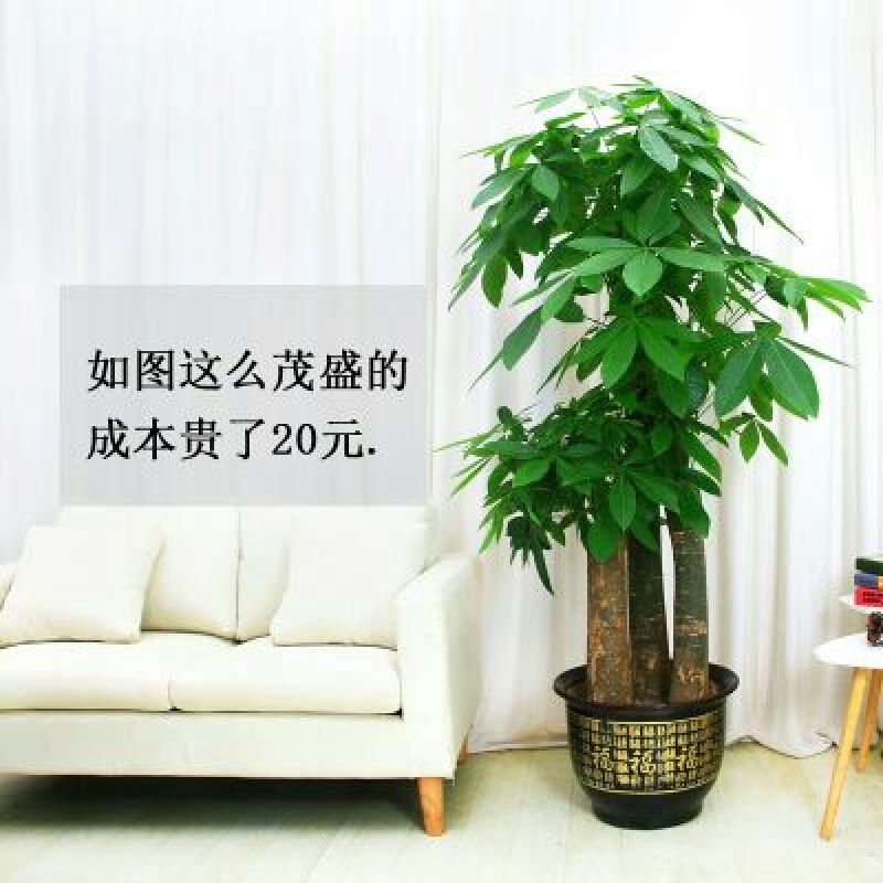 发财树盆景广西产地直供室内外盆栽绿化包邮发货