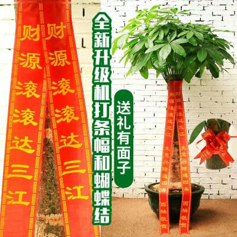 发财树盆景广西产地直供室内外盆栽绿化包邮发货