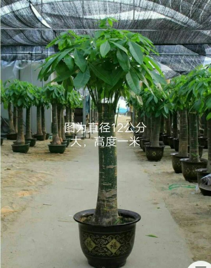 发财树盆景广西产地直供室内外盆栽绿化包邮发货